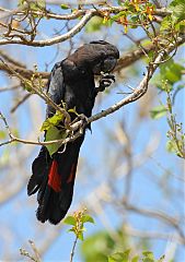 Red-tailed Black-Cockatoo